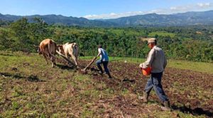 Productores durante la siembra de semillas