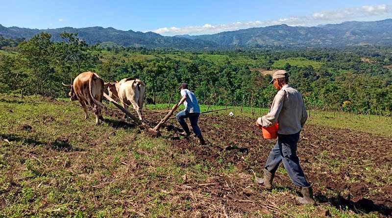 Productores durante la siembra de semillas