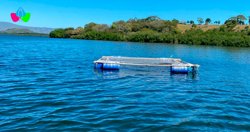 jaulas flotantes de peces