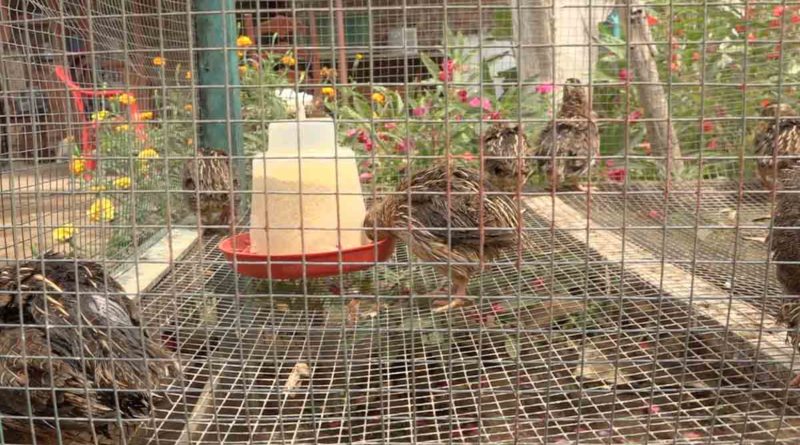 Jaula llena de las aves de la crianza de codorniz en Potosí, Rivas