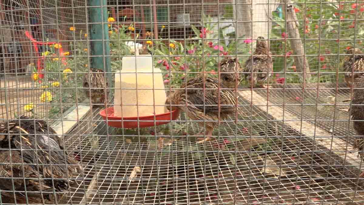 Jaula llena de las aves de la crianza de codorniz en Potosí, Rivas