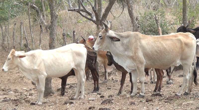 Cabezas de ganado de productores de Ocotal