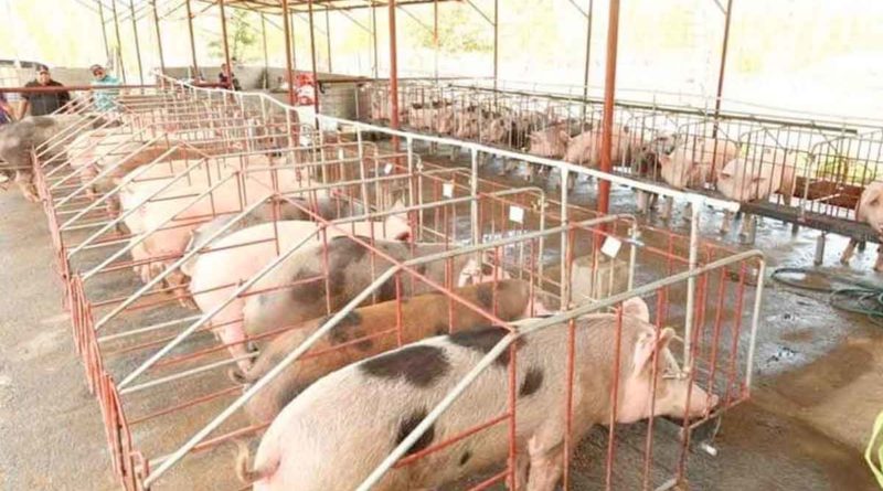 Cerdos en corral producidos por porcicultores a través del INTA