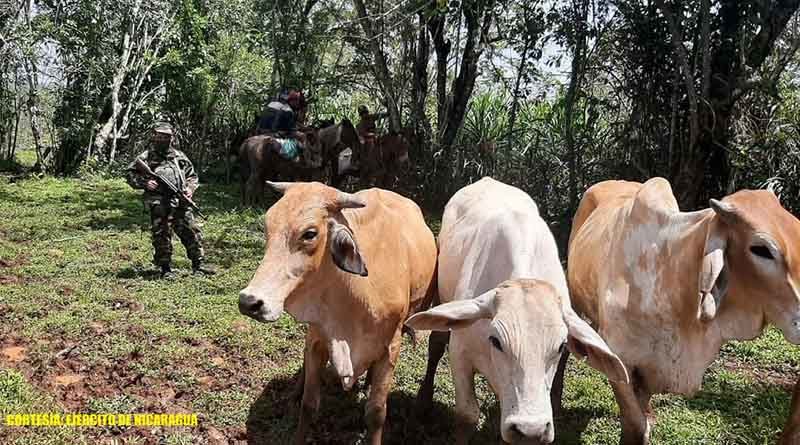 Ganado recuperado por el Ejército de Nicaragua en comunidades de Nueva Guinea