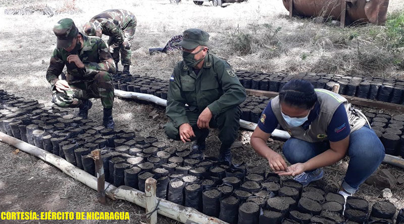 Efectivos militares del Ejército de Nicaragua en el recién inaugurado vivero forestal en el Segundo Batallón