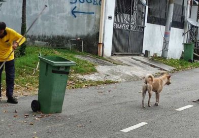 Los dos perritos guardianes junto al barrendero