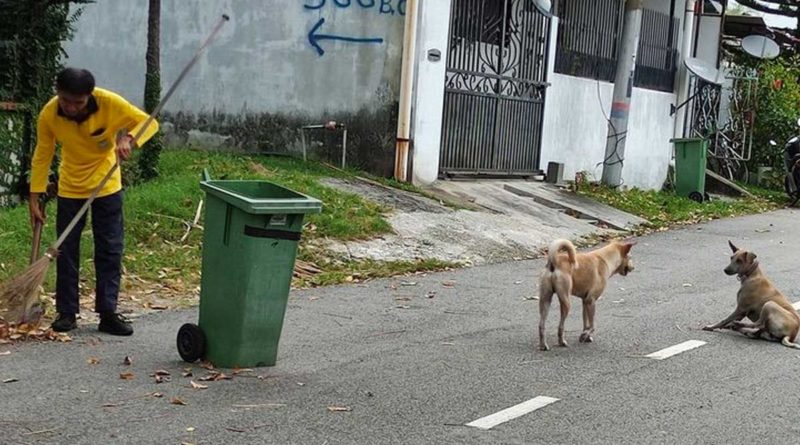 Los dos perritos guardianes junto al barrendero