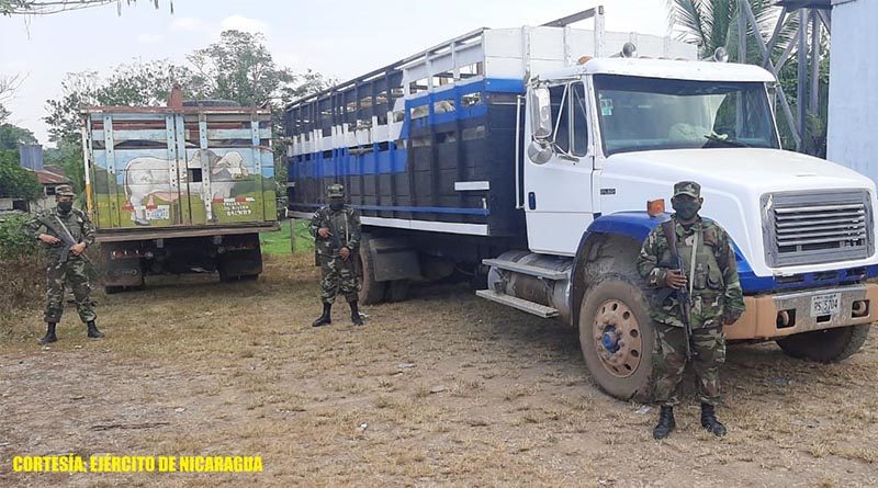 Miembros del Ejército de Nicaragua junto a camiones que transportaban a los semovientes recuperados