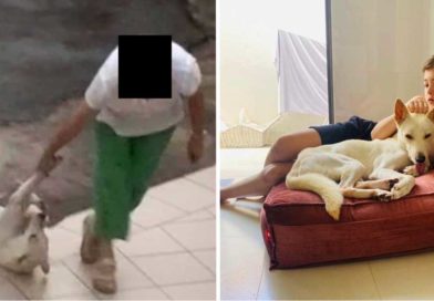 Fotografía de la vida de Lucky antes y después de ser adoptado