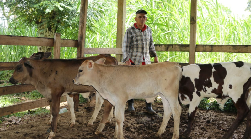 Productor ganadero con crías producto del programa de Inseminación Artificial Bovina