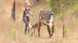 Una protagonista del programa de Inseminación Artificial paseando una vaca y su ternero en Jalapa, Nueva Segovia