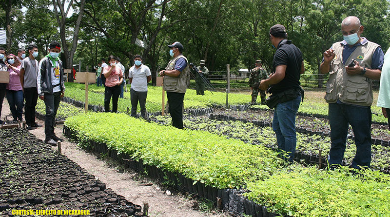 Vivero forestal ubicado en las instalaciones del campamento militar “Teniente Víctor Manuel Irías Montalván.