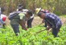 Jóvenes estudiantes de agronomía durante sus clases parcelas didácticas del Centro Tecnológico de Jalapa