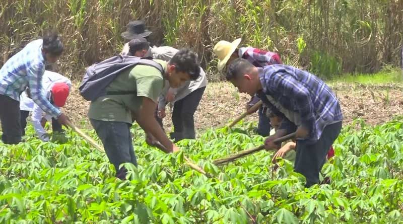 Jóvenes estudiantes de agronomía durante sus clases parcelas didácticas del Centro Tecnológico de Jalapa