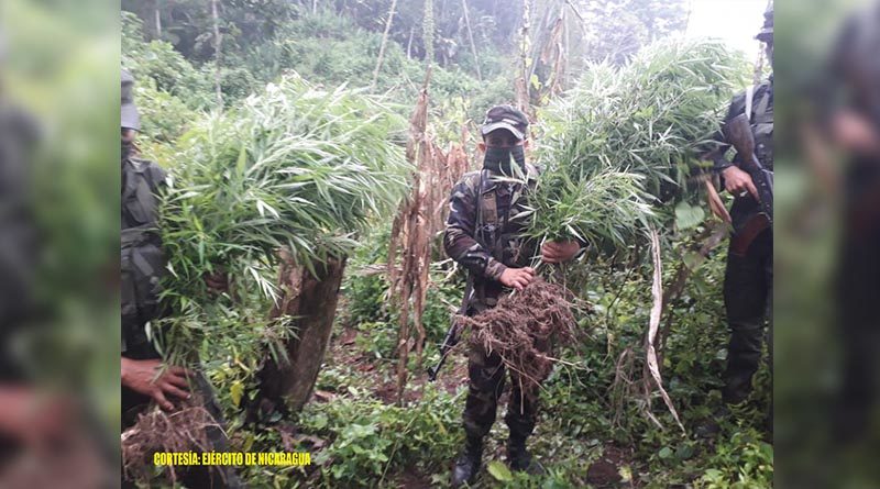 Miembros del Ejército de Nicaragua muestran las plantas antes de ser incineradas