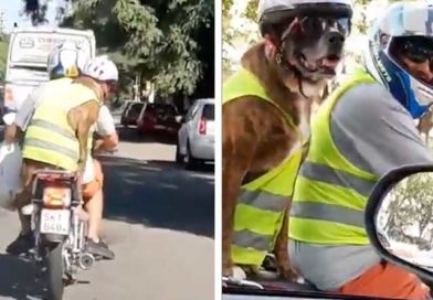 Perrito con su equipo de protección viajando en una moto junto a su dueño.