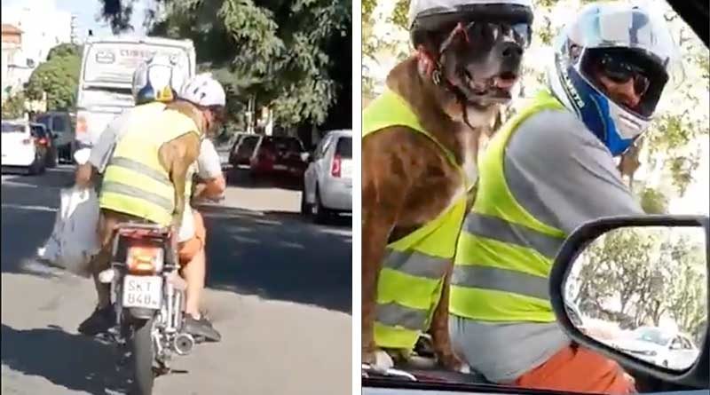 Perrito con su equipo de protección viajando en una moto junto a su dueño.