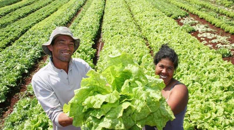 Productores sostiene lechugas en sus manos en un sembradío