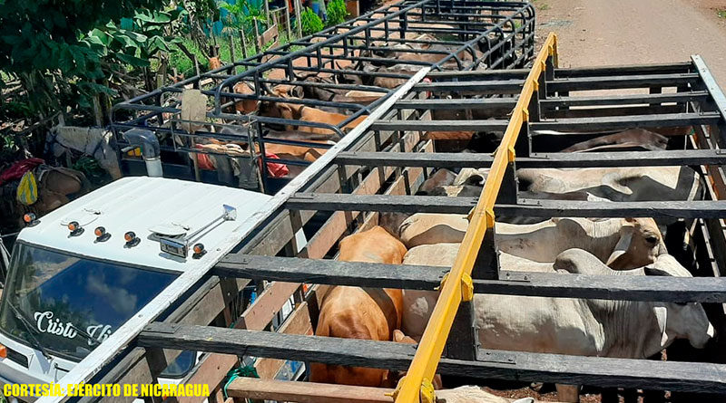 Semovientes en dos camiones retenidos por el Ejercito de Nicaragua en El Tortuguero, Región Autónoma de la Costa Caribe Sur.