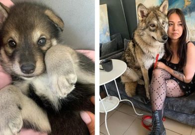 Kira cuando era una cachorrita y Kira junto a Alida ya grande