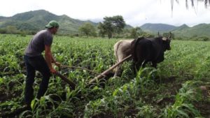 Campesino arando la tierra con ayuda de bueyes