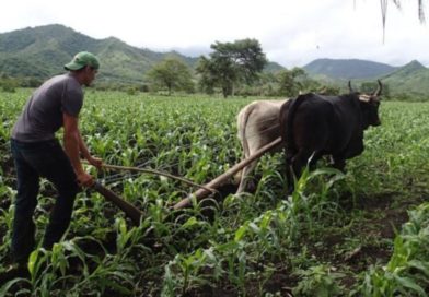 Campesino arando la tierra con ayuda de bueyes