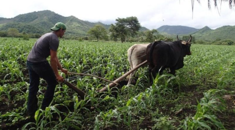 Campesino arando la tierra con ayuda de bueyes