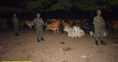Efectivos del Ejército de Nicaragua custodiando semovientes recuperados que habían sido robados en Mulukukú