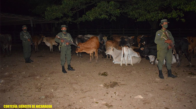 Efectivos del Ejército de Nicaragua custodiando semovientes recuperados que habían sido robados en Mulukukú