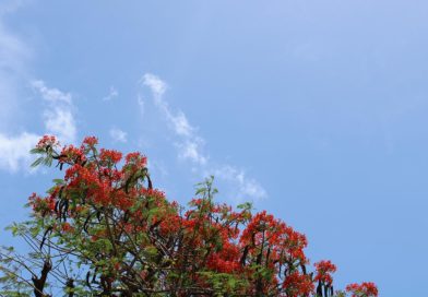 Este viernes estará soleado y probabilidad altas de lluvias en la tarde