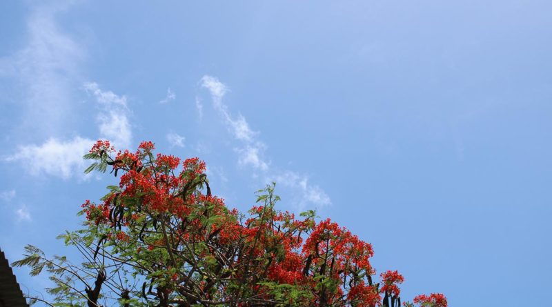 Este viernes estará soleado y probabilidad altas de lluvias en la tarde