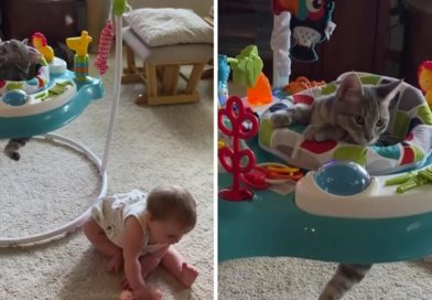 Un gatito quiere ser el bebé de la familia llamando la atención