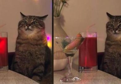 Cómo es ir de fiesta para algunos, este gatito te lo muestra
