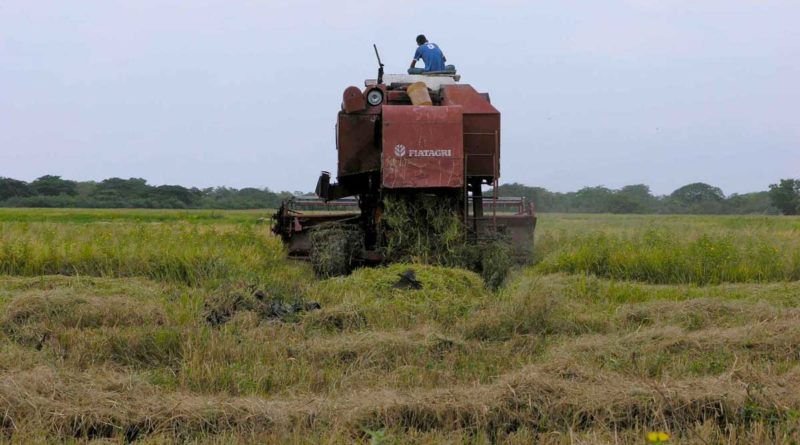 Maquina de cultivo de arroz trabajando en una plantación