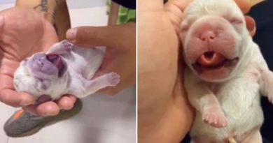 Joven revive a un perrito que nació muerto y se hace viral