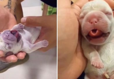 Joven revive a un perrito que nació muerto y se hace viral