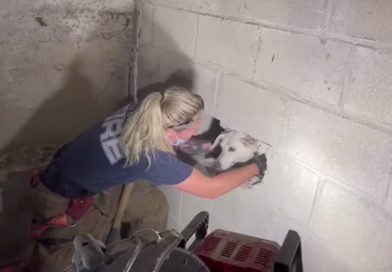 Perrito es rescatado después de pasar 3 días dentro de una pared