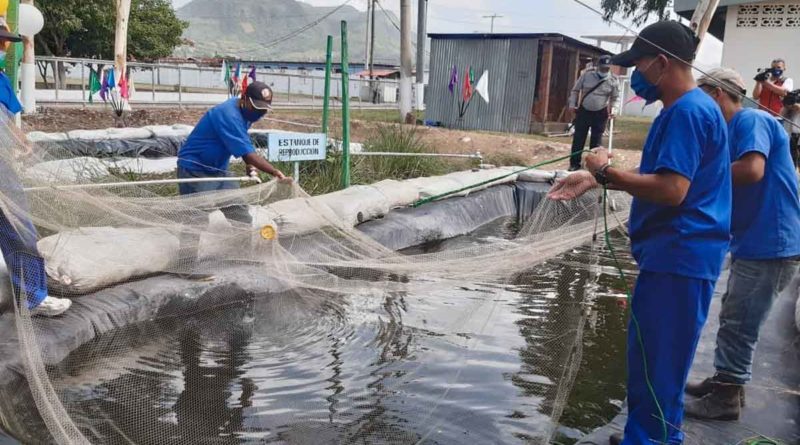 Privados de libertad realizan traspaso de peces en el Sistema Penitenciario de Matagalpa