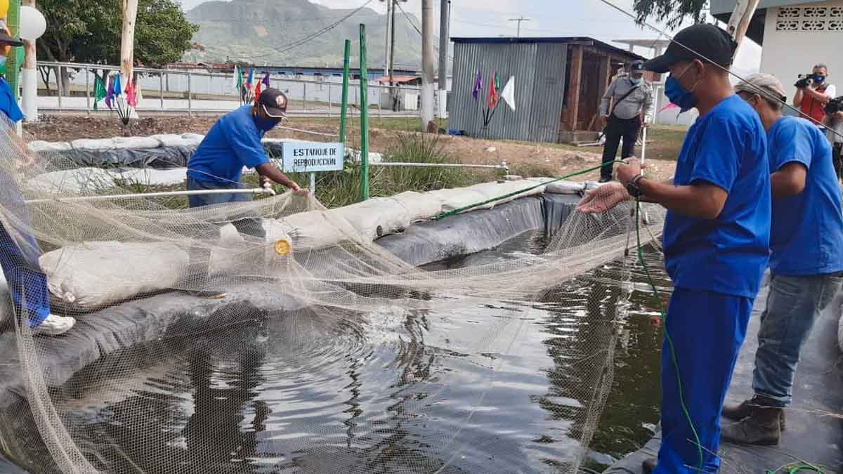 Privados de libertad realizan traspaso de peces en el Sistema Penitenciario de Matagalpa