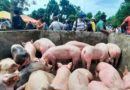 Productores de Masaya recibiendo el bono porcino