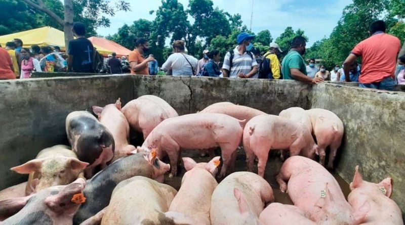 Productores de Masaya recibiendo el bono porcino