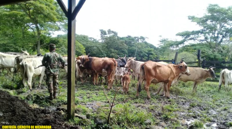 Semovientes recuperados por el Ejército de Nicaragua