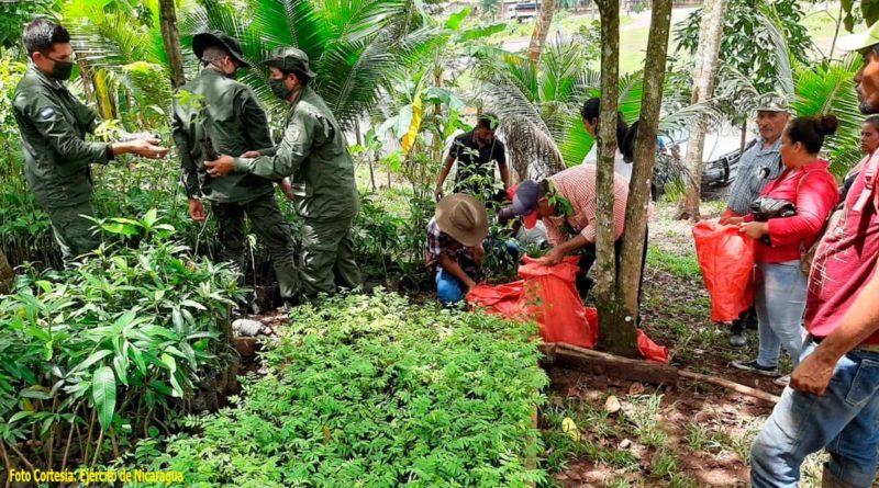 Efectivos militares del Ejército de Nicaragua entregando plantas forestales a productores y productoras de las comunidades aledañas al área protegida Parque Nacional Cerro Saslaya.