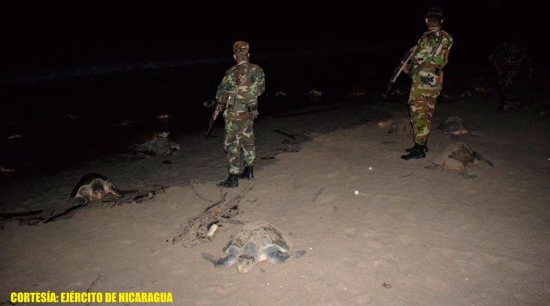 Efectivos del Ejército de Nicaragua brindando protección y seguridad al arribo de 2,300 tortugas marinas en el Refugio de Vida Silvestre La Flor, en San Juan del Sur, Rivas.