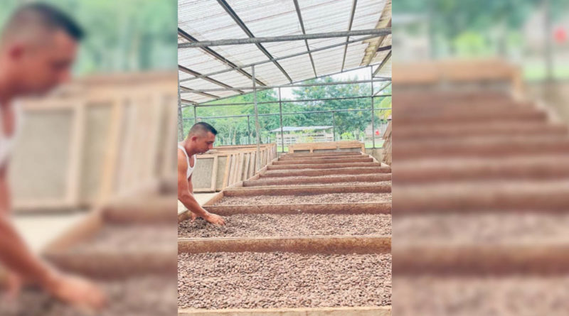 Cooperativista de Las Minas trabajando en el nuevo centro de beneficio de Cacao