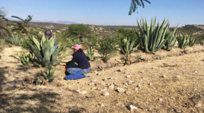 Un pequeño agricultor en México rando tierras semiáridas.