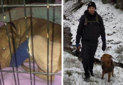 Perrito es rescatado tras ser abandonado en una casa vacía