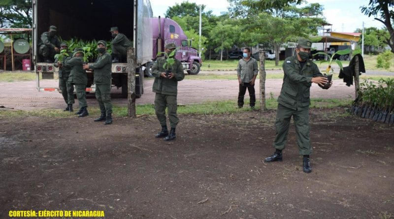 Efectivos militares del Ejército de Nicaragua descargando plantas de plátano en las instalaciones del Estado Mayor "Comandante Francisco Rivera Quintero".