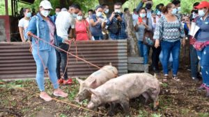 Productoras de municipios de León reciben cerdas inseminadas por parte del Sistema de Producción, Consumo y Comercio