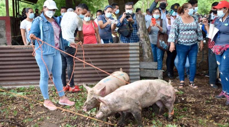 Productoras de municipios de León reciben cerdas inseminadas por parte del Sistema de Producción, Consumo y Comercio